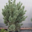 Borovice lesní 'Watereri' - Pinus sylvestris 'Watereri'