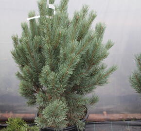 Borovice lesní 'Watereri' - Pinus sylvestris 'Watereri'