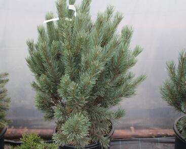 Borovice lesní 'Watereri'