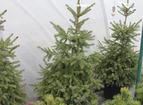 Smrk omorika - Picea omorika