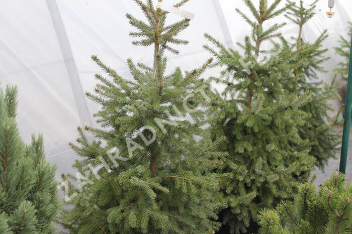 Smrk omorika - Picea omorika