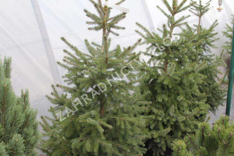 Smrk omorika - Picea omorika