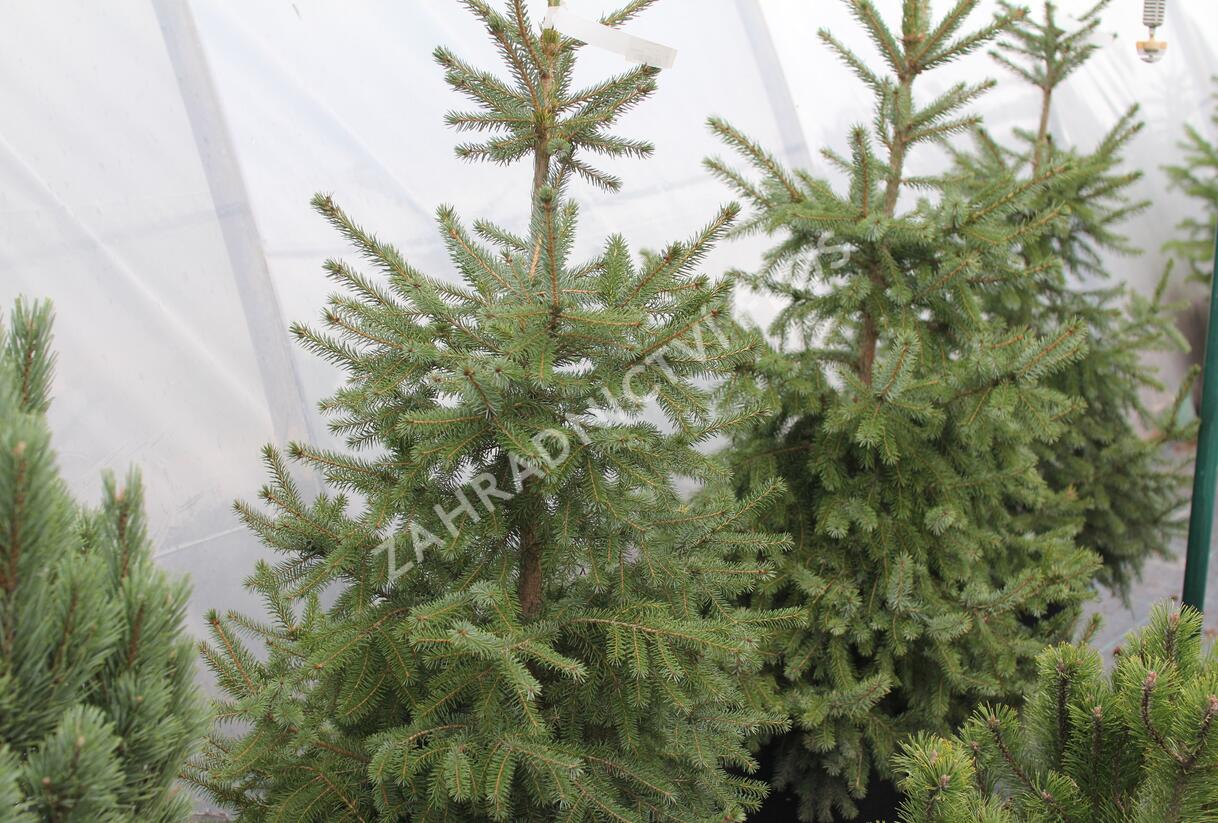 Smrk omorika - Picea omorika