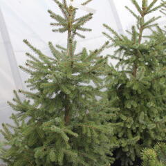Smrk omorika - Picea omorika