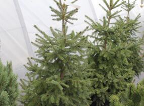 Smrk omorika - Picea omorika