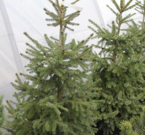 Smrk omorika - Picea omorika