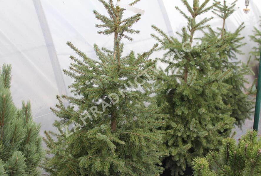 Smrk omorika - Picea omorika
