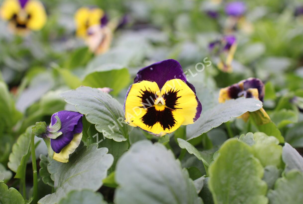 Violka, maceška zahradní 'Carneval Yellow Purple Face' - Viola wittrockiana 'Carneval Yellow Purple Face'