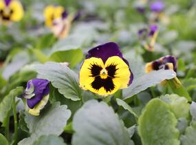 Violka, maceška zahradní 'Carneval Yellow Purple Face' - Viola wittrockiana 'Carneval Yellow Purple Face'