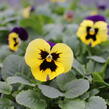 Violka, maceška zahradní 'Carneval Yellow Purple Face' - Viola wittrockiana 'Carneval Yellow Purple Face'