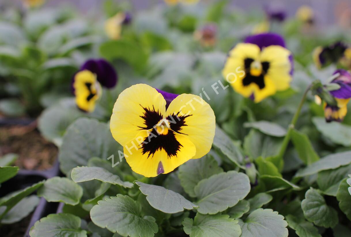 Violka, maceška zahradní 'Carneval Yellow Purple Face' - Viola wittrockiana 'Carneval Yellow Purple Face'