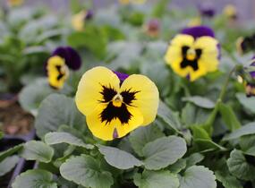 Violka, maceška zahradní 'Carneval Yellow Purple Face' - Viola wittrockiana 'Carneval Yellow Purple Face'