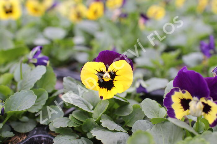 Violka, maceška zahradní 'Carneval Yellow Purple Face' - Viola wittrockiana 'Carneval Yellow Purple Face'