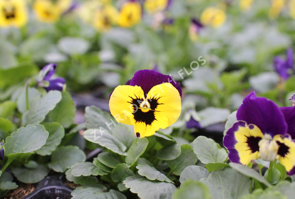 Violka, maceška zahradní 'Carneval Yellow Purple Face' - Viola wittrockiana 'Carneval Yellow Purple Face'