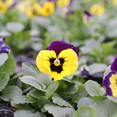 Violka, maceška zahradní 'Carneval Yellow Purple Face' - Viola wittrockiana 'Carneval Yellow Purple Face'