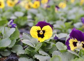 Violka, maceška zahradní 'Carneval Yellow Purple Face' - Viola wittrockiana 'Carneval Yellow Purple Face'