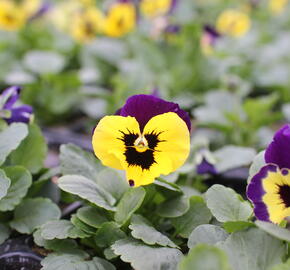Violka, maceška zahradní 'Carneval Yellow Purple Face' - Viola wittrockiana 'Carneval Yellow Purple Face'