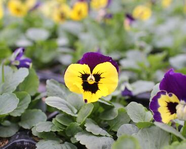 Violka, maceška zahradní 'Carneval Yellow Purple Face'