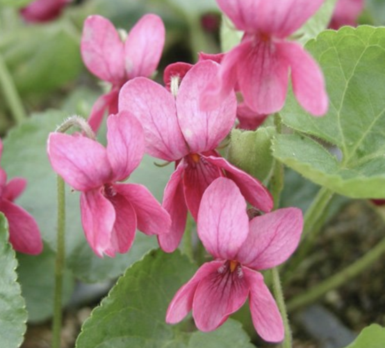 Violka vonná 'Coeur d'Alsace' - Viola odorata 'Coeur d'Alsace'