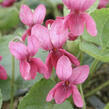 Violka vonná 'Coeur d'Alsace' - Viola odorata 'Coeur d'Alsace'