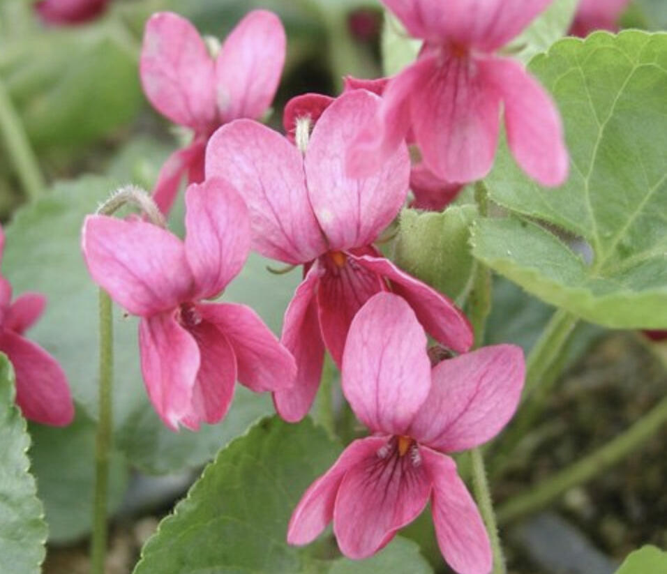 Violka vonná 'Coeur d'Alsace' - Viola odorata 'Coeur d'Alsace'