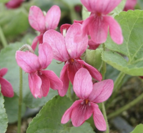 Violka vonná 'Coeur d'Alsace' - Viola odorata 'Coeur d'Alsace'