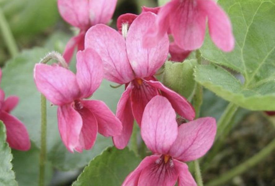 Violka vonná 'Coeur d'Alsace' - Viola odorata 'Coeur d'Alsace'