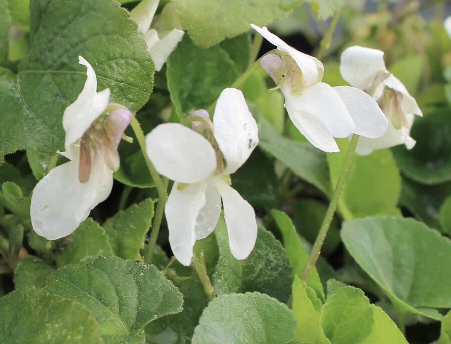 Violka vonná 'Royal Wedding' - Viola odorata 'Royal Wedding'
