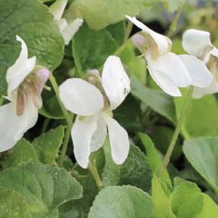 Violka vonná 'Royal Wedding' - Viola odorata 'Royal Wedding'