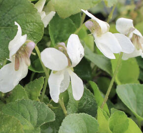 Violka vonná 'Royal Wedding'