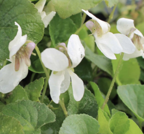 Violka vonná 'Royal Wedding' - Viola odorata 'Royal Wedding'