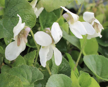 Violka vonná 'Royal Wedding'