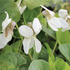 Viola odorata 'Royal Wedding'.png