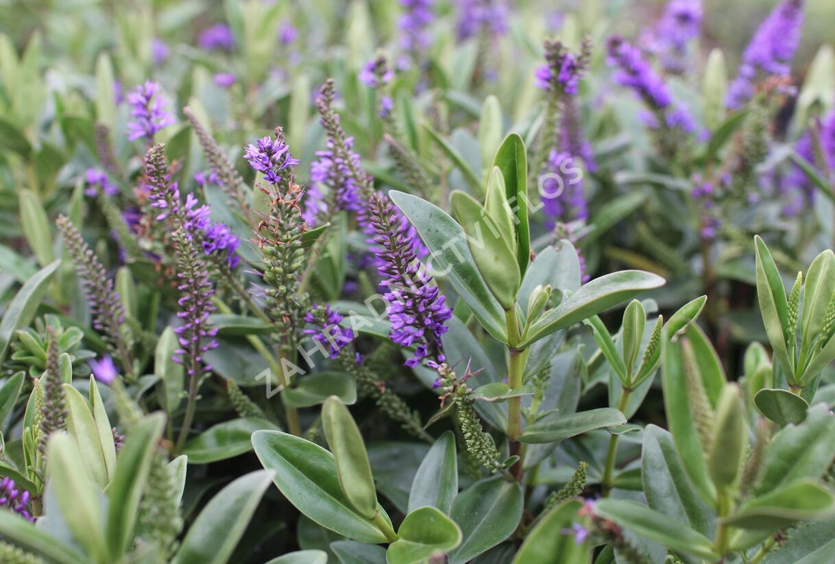 Hebe 'Outdoor Blue' - Hebe 'Outdoor Blue'