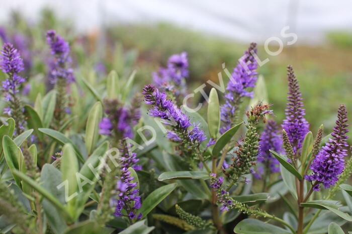 Hebe 'Outdoor Blue' - Hebe 'Outdoor Blue'