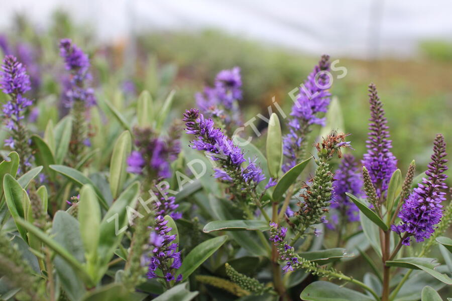 Hebe 'Outdoor Blue' - Hebe 'Outdoor Blue'