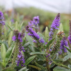 Hebe 'Outdoor Blue' - Hebe 'Outdoor Blue'