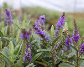 Hebe 'Outdoor Blue'