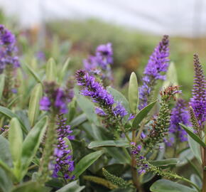 Hebe 'Outdoor Blue' - Hebe 'Outdoor Blue'