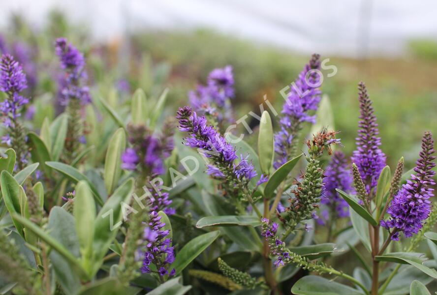 Hebe 'Outdoor Blue' - Hebe 'Outdoor Blue'