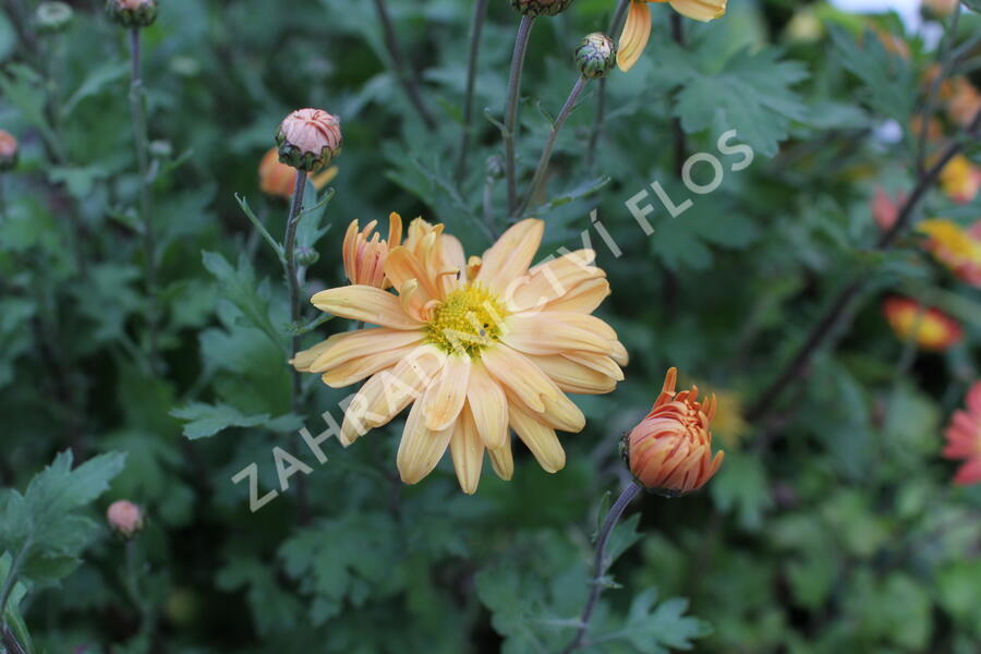 Listopadka indická 'Kleiner Bernstein' - Dendranthema indicum 'Kleiner Bernstein'