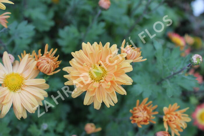 Listopadka indická 'Kleiner Bernstein' - Dendranthema indicum 'Kleiner Bernstein'