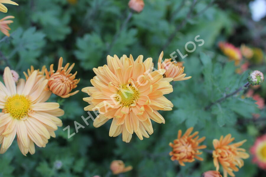 Listopadka indická 'Kleiner Bernstein' - Dendranthema indicum 'Kleiner Bernstein'