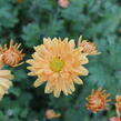 Listopadka indická 'Kleiner Bernstein' - Dendranthema indicum 'Kleiner Bernstein'