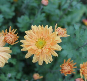 Listopadka indická 'Kleiner Bernstein' - Dendranthema indicum 'Kleiner Bernstein'