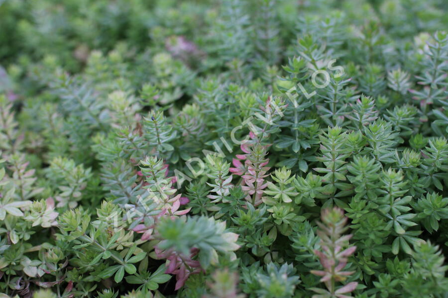 Fuopsis čnělkatý - Phuopsis stylosa