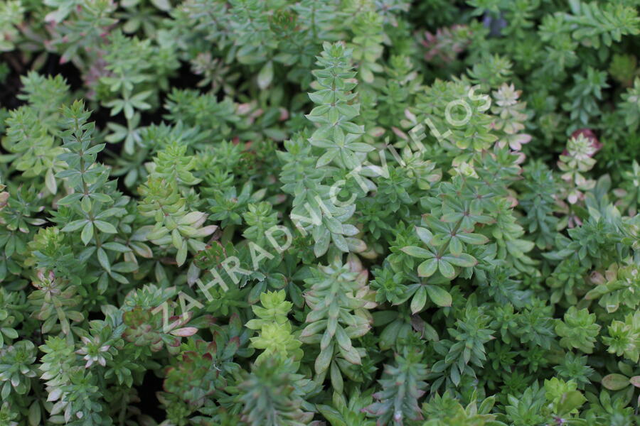 Fuopsis čnělkatý - Phuopsis stylosa