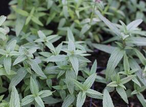 Šanta žilnatá - Nepeta nervosa