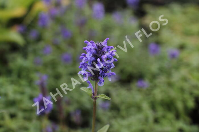 Šanta žilnatá - Nepeta nervosa