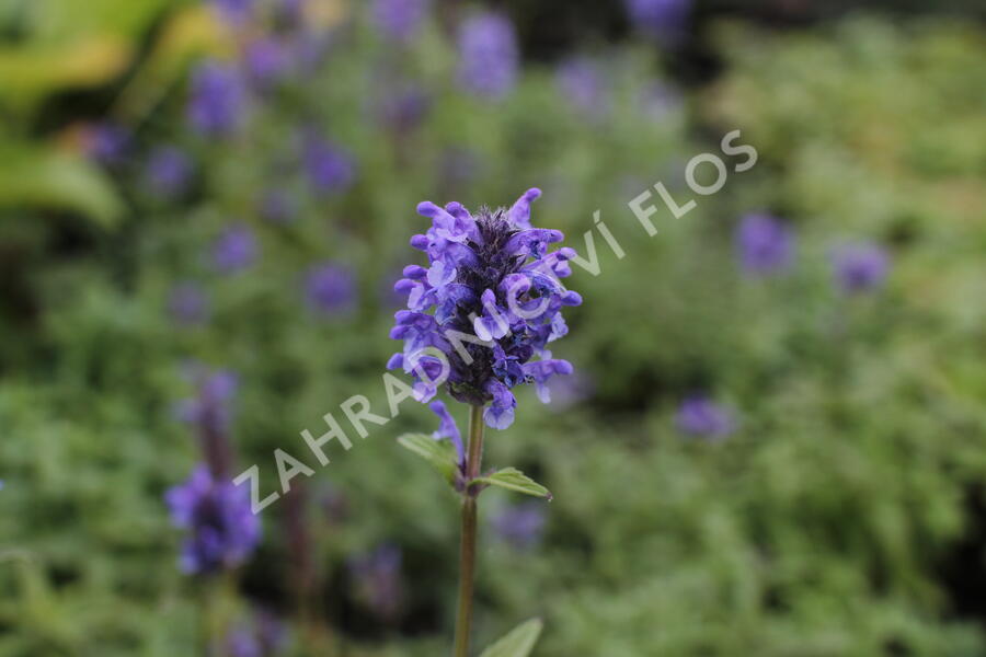 Šanta žilnatá - Nepeta nervosa